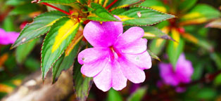 ddos在线攻击测试网站